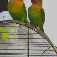 معاوضه طوطی کتوله