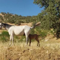 اجاره کوتاه مدت