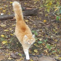 گربه پرشین|گربه|گرگان, |دیوار