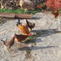 مرغ وخروس|حیوانات مزرعه|سرپل ذهاب, |دیوار