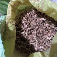 پیاز زعفران پاک شده فروشی|گل و گیاه طبیعی|سده (خراسان جنوبی), |دیوار