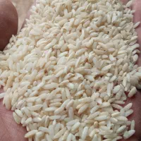 فروش برنج چمپا عنبر بو آب چشمه و چاه