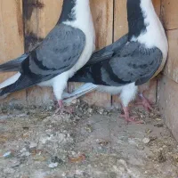 دمگیر بدرنگ دستگردی مفلق
