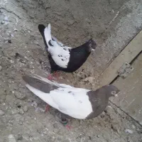 کفتر رنگی|پرنده|شیروان (خراسان), |دیوار