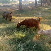 یک بز ابستن|حیوانات مزرعه|اهرم, |دیوار