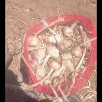 گونی میدوزم روزی۷۰۰عدد