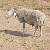 خریدار وام مهربانی یا بانک مهر
