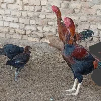 جوجه|حیوانات مزرعه|کرباسک, |دیوار