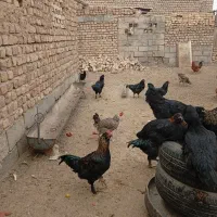 خروس مرندی سیاه|حیوانات مزرعه|جعفرآباد, |دیوار