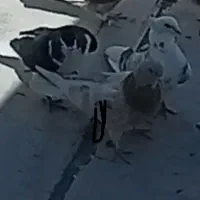 کبوتر گمشده|حیوانات|ابهر, |دیوار