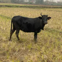 گاو آبستن ۸ماه