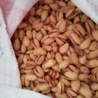 بزغاله سانن ماده تق یبا25 کیلو