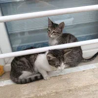 واگذاری بچه گربه|گربه|گنبد کاووس, |دیوار