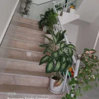 گل و گیاه