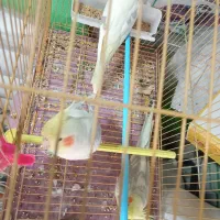 انواع عروس هلندی بار جدید|پرنده|کوهدشت, |دیوار