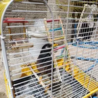 مرغ مینا سخنگو