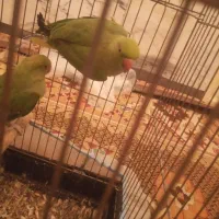 پرنده جفت طوطی ملنگو