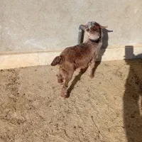 بزغاله شیری|حیوانات مزرعه|کویرات, |دیوار