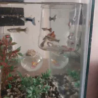 گوپی|ماهی|مشهد, کارگران|دیوار