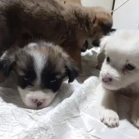 ۴عددسگ ماده ازنژاداشپیتز|سگ|اراک, |دیوار