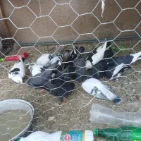 خروس جوانه ۲ملیون،کبوتران دونه ای ۲۵۰|پرنده|زهک, |دیوار