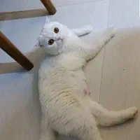 گربه اسکاتیش نر و ماده
