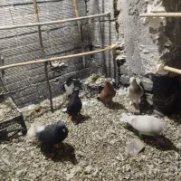 پنج تا کبوتر