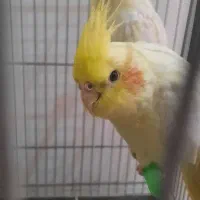 فروش ویژه عروس هلندی