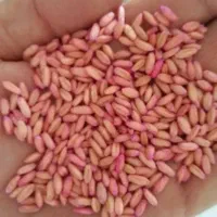 گندم بذری درجه یک