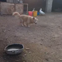 برای فورش|سگ|کلاله, |دیوار