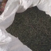 اویشن‌ناب‌بشاگرد