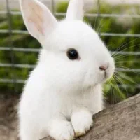 خرگوش نژاد لهستانی