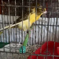 جوجه نر رسمی هفت ماه دم قرث