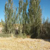 زمین و درخت بیشه