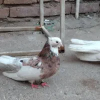 ماده ابلغ خرمایی خال قدیم به شرط صحنه میباشد