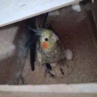 عروس هلندی زیبا قیمت مناسب