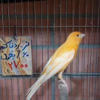 قناری نر وماده