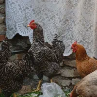 خروس و مرغ جوان