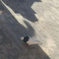 کبوترطوقی  نر و ماده
