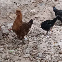 فروش مرغ و جوجه خروس|حیوانات مزرعه|چرام, |دیوار