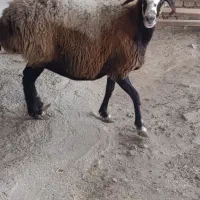 راسته گوشتی|حیوانات مزرعه|کرج, فاز ۳ گوهردشت|دیوار