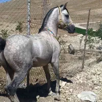 اسب درج یک کرد سواری پنج ساله|اسب و تجهیزات اسب‌سواری|کوهرنگ, |دیوار