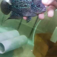 ماهی فلاور|ماهی|اصفهان, بهارستان|دیوار