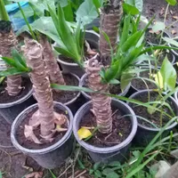 بنسای گل یوکا (کوچصفهان)