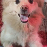 واگذاری پامر