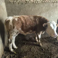 گوساله نر و ماده|حیوانات مزرعه|لالجین, |دیوار