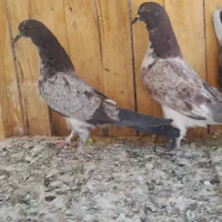 جوجه و کار. گرفتنی بلندی