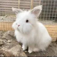 خرید و فروش خرگوش لپی