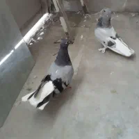 کبوتر دم سفید