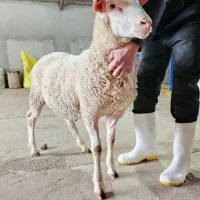 گوسفند با کیفیت را از ما بخرید